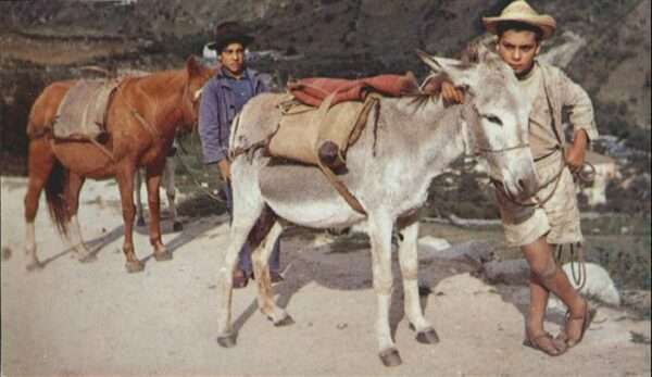 Esel Tiere Venezuela