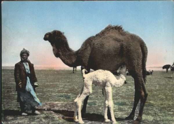 Kamel  Camel Chameau