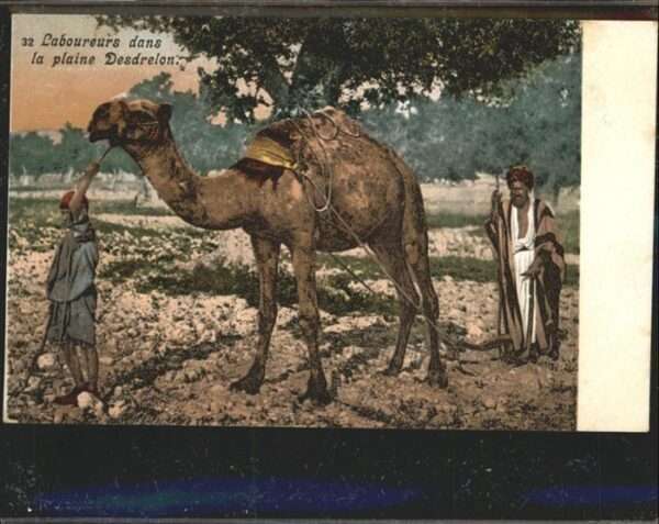 Kamel  Camel Chameau Desdrelon