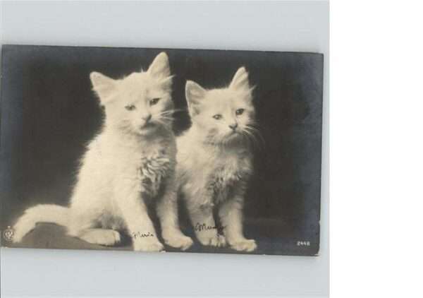 Katzen