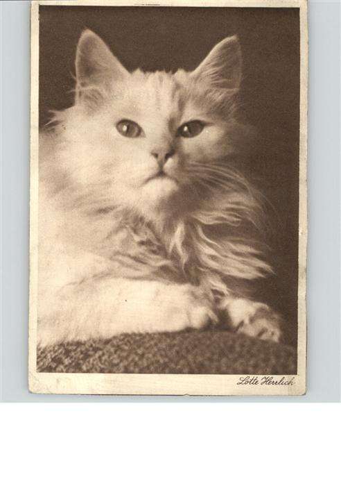 Katzen