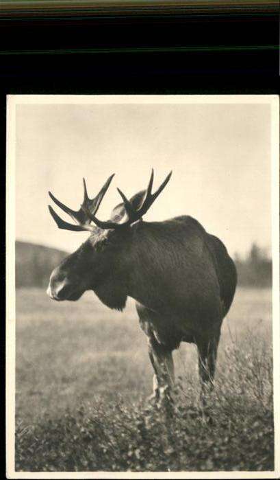 Elch Kurische Nehrung