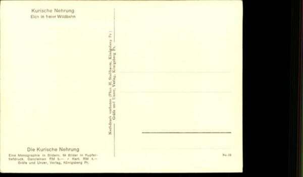 Elch Kurische Nehrung – Bild 2