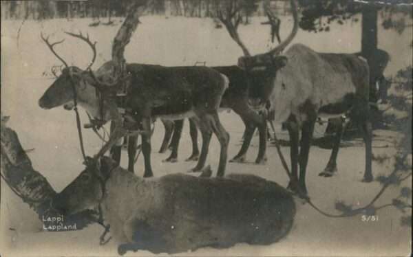Tiere Lappi Lappland