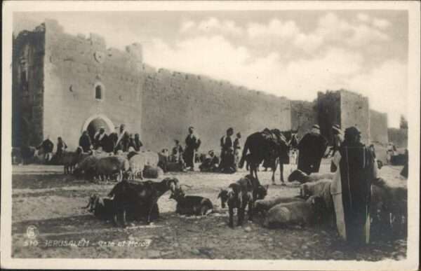 Jerusalem Yerushalayim Gate of Herod Ziegen Schafe Pferd