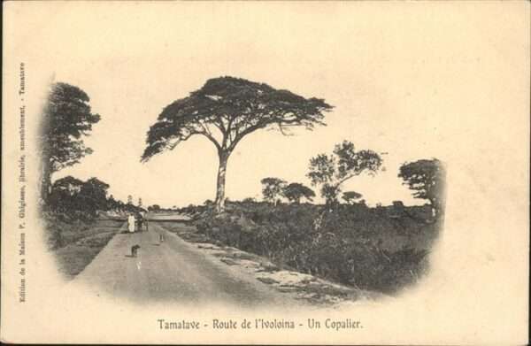 Tamatave Madagascar Route de L_Ivoloina
Copalier