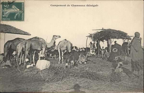 Chameaux Senegal Campement de Chameaux
