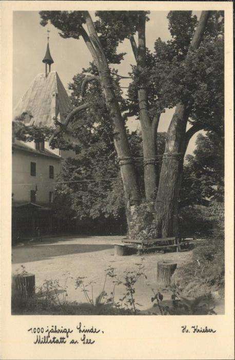 Millstatt Millstaettersee Linde