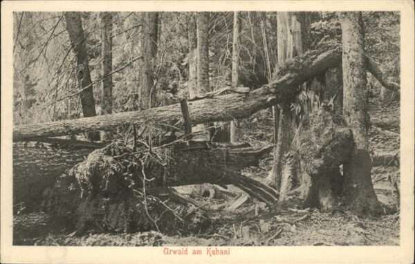 Boubin Prachatice Boehmerwald Kubani
Kubani-Urwald
Boubinsky Prales