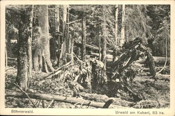 Kubani Boehmen Urwald
Boubin Palares
Kubani-Urwald