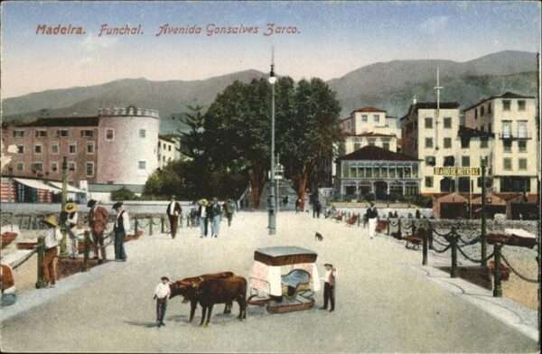 Madeira Portugal Avenida Gonsalves Tarco Kühe