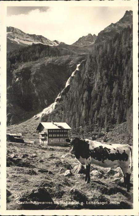 Habachtal Gasthof Alpenrose Kuh