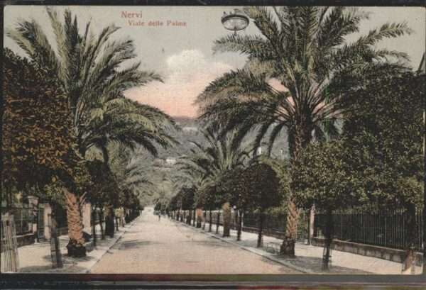 Nervi