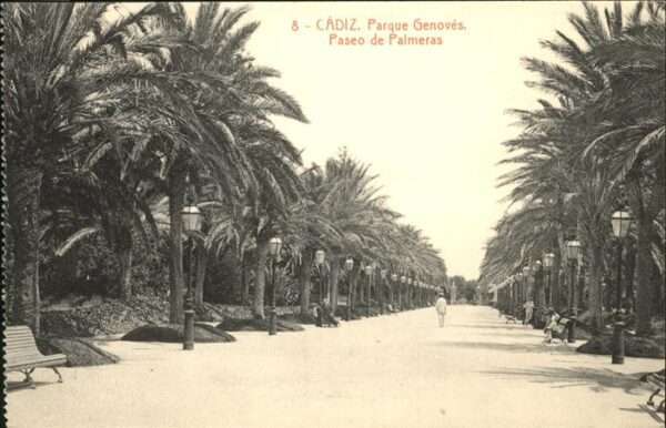 Cadiz Andalucia Parque Genoves Paseo de Palmeras