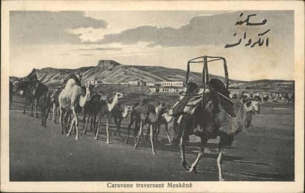 Meskene Caravane Kamele