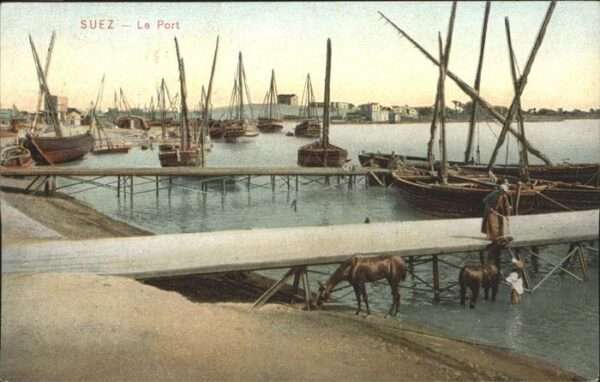 Suez Port Pferd