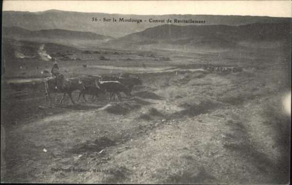 Moulouga Kühe