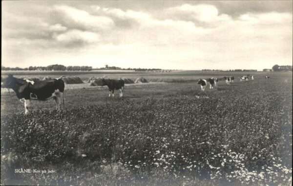 Skane Kühe