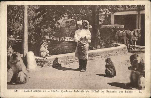 Blida Algerien Hotel Ruisseau Affe Kutsche