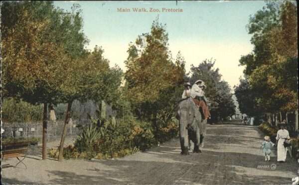 Pretoria Main Walk Zoo Elefant