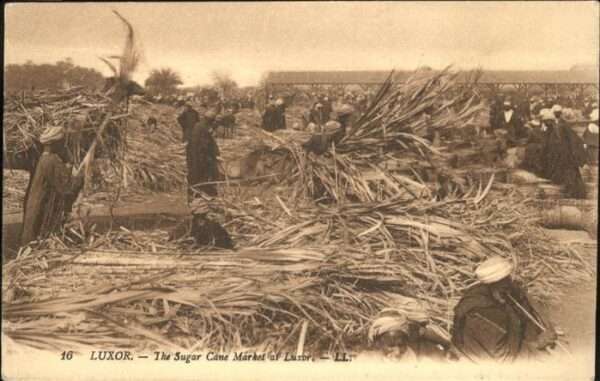 Luxor Louqsor Louksor Sugar Cane Market