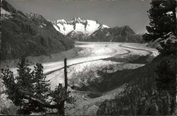 Aletschgletscher Aletschwald