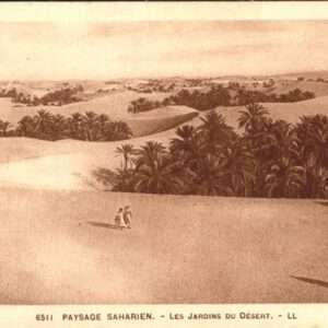 Sahara Paysage Saharien
jardins du Desert