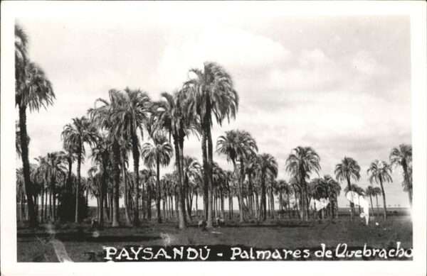Paysandu Palmares