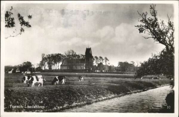 Haarlem friesch Landschap Kühe