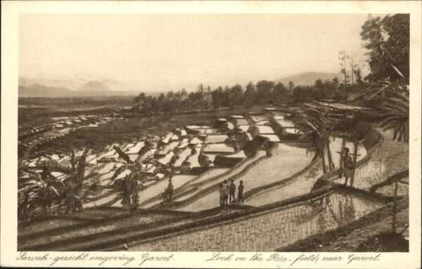 Garoet Rice Fields