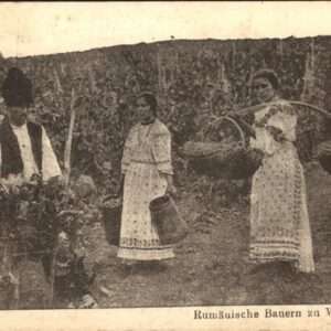 Bukarest Rumän. Bauern 
Weinernte