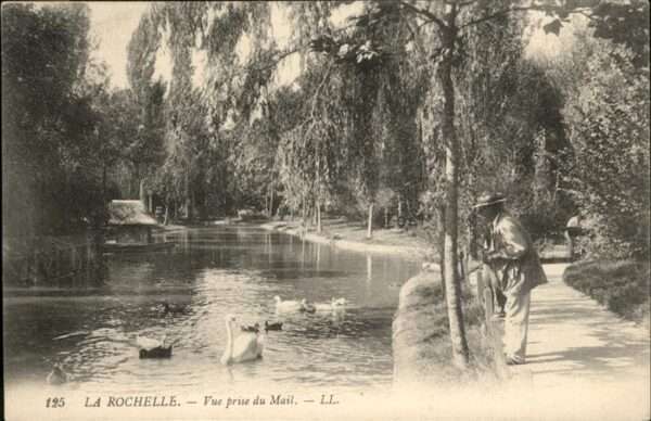 La Rochelle Charente-Maritime Schwan Enten