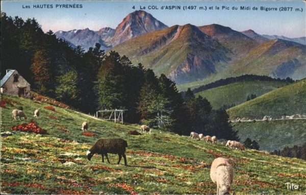 Col d Aspin Schafe Midi de Bigorre