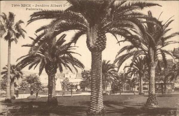 Nice Alpes Maritimes Palmiers