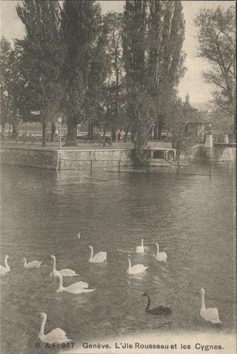 Geneve GE Schwan