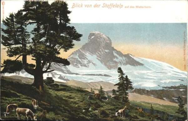 Matterhorn VS Kühe