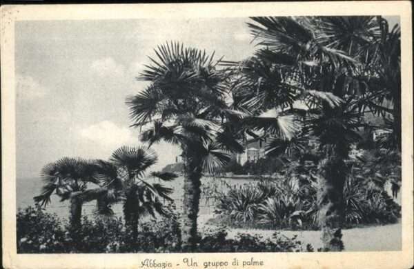 Opatija Abbazia Palmen