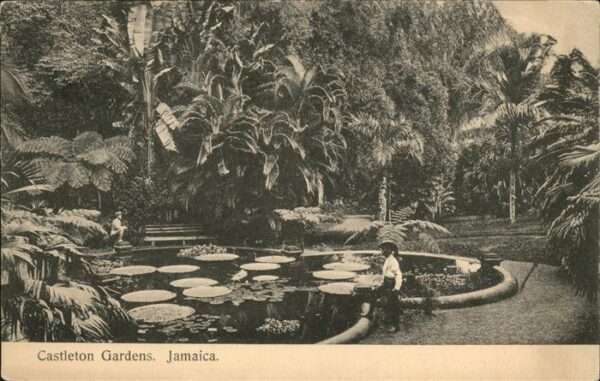 Jamaica Jamaica Castleton Gardens Seerosenteich