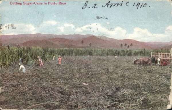 San Juan Puerto Rico Cutting Sugar Cane