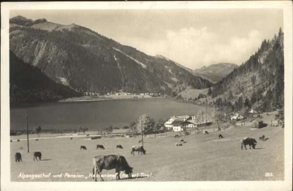 Haldensee Alpengasthof Kühe