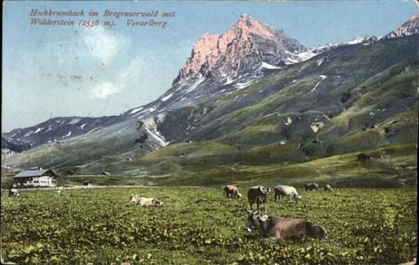 Hochkrumbach Widderstein Kühe