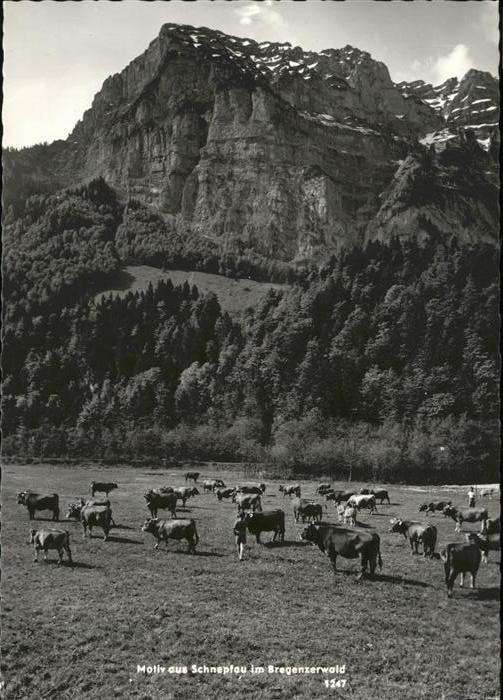 Schnepfau Vorarlberg Kühe