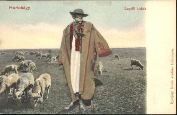 Hirte Hortobagy Legelö birkak