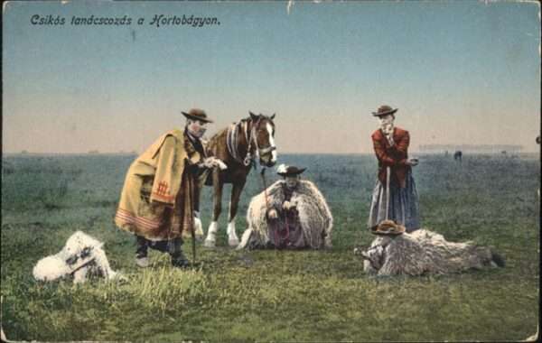 Balkan Csikos tanacscozas a Hortobagyon Pferd