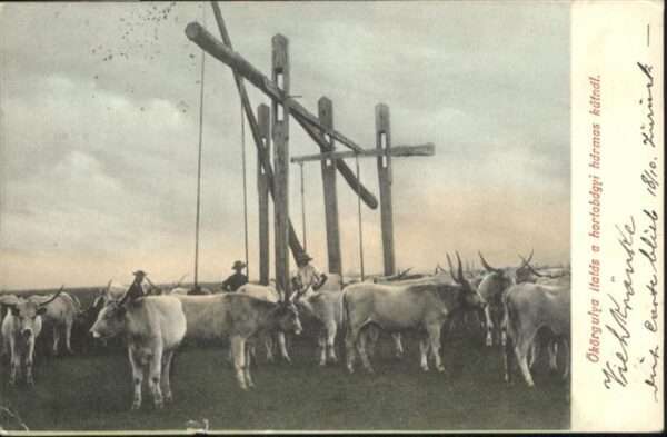 Landwirtschaft Ungarn Ochsen