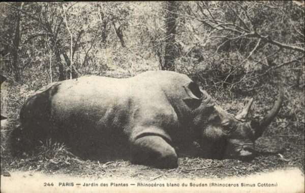Tiere Nashorn Paris Jardin des Plantes