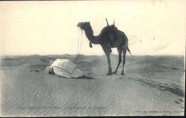 Tiere Kamel Wüste