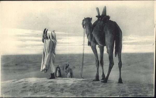 Tiere Kamel Wüste