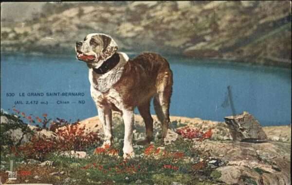 Hunde Bernhardiner Le Grand Saint-Bernard