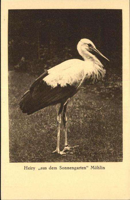 Tiere Heiry Möhlin Aargau Storch